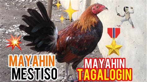 mayahin