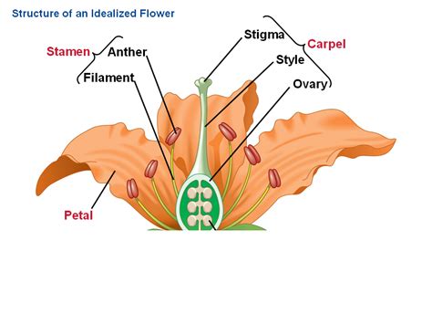 sepels