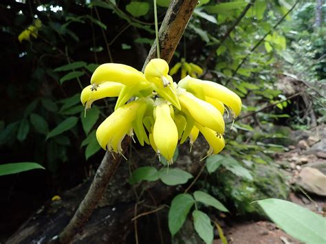 solanei